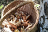 Саратовцы собирают в лесах грибы и землянику