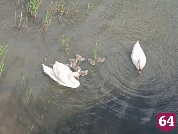 Пара лебедей вывела 8 птенцов на реке в Саратовской области 